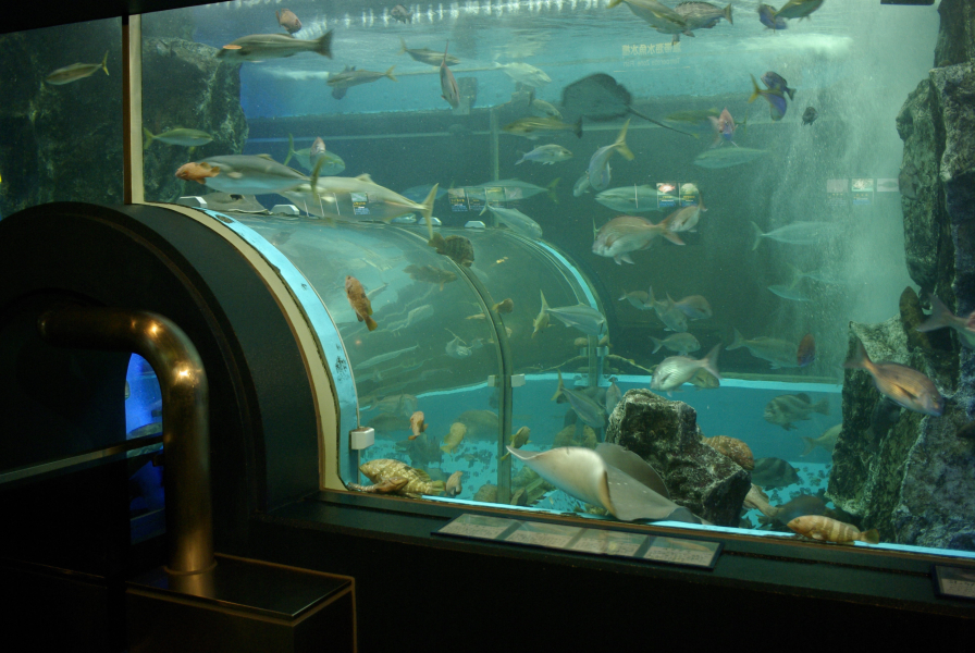 魚津水族館水槽の写真
