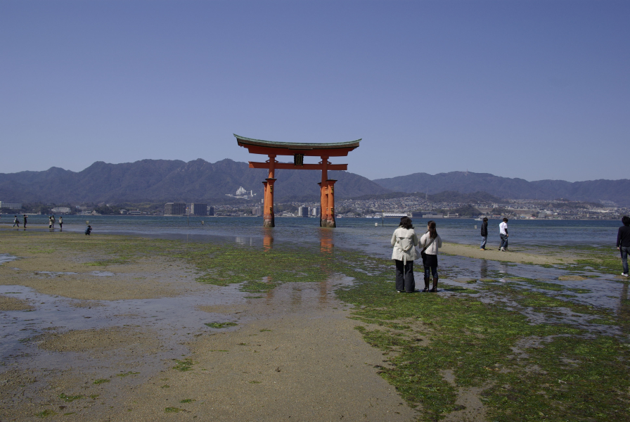 厳島神社大鳥居干潮の写真