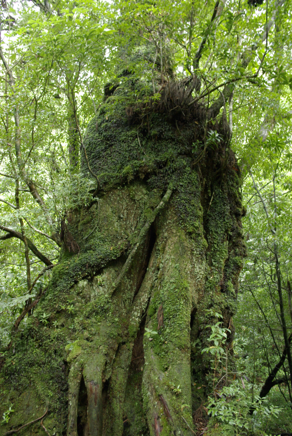 屋久島の杉の写真