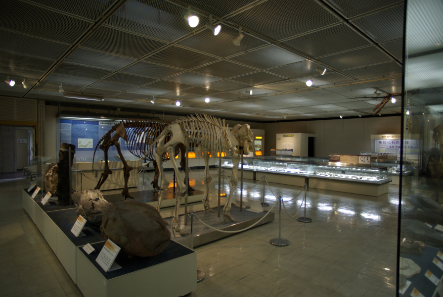 鳥取県立博物館常設展示室の写真