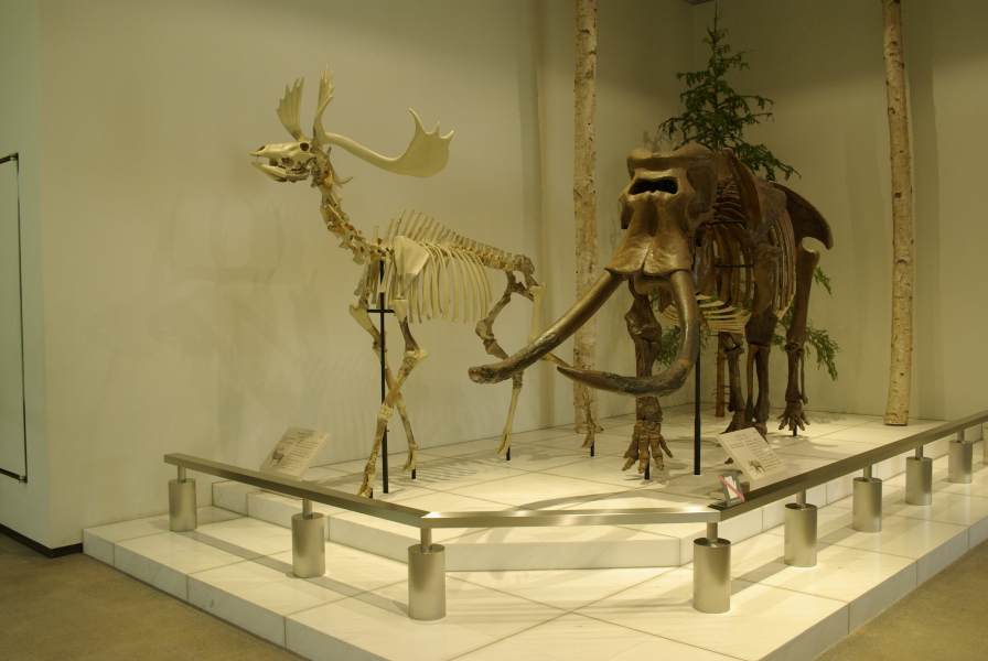 徳島県立博物館ナウマンゾウの化石