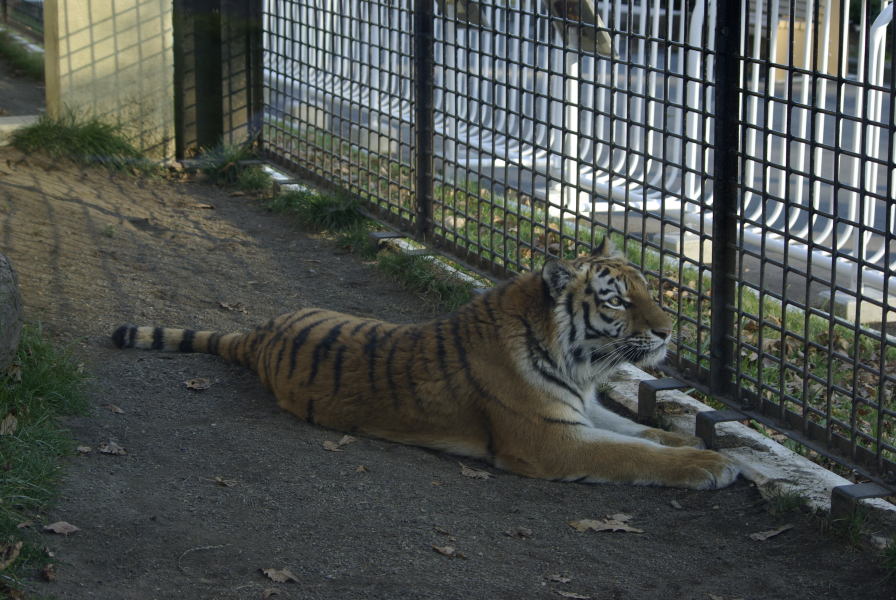 釧路市動物園の写真