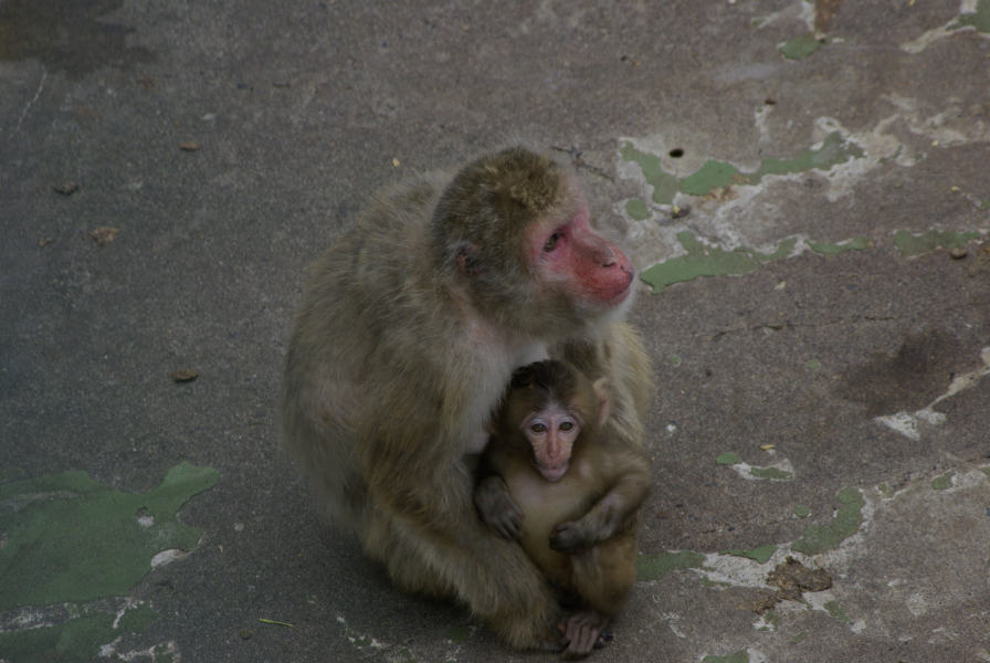 釧路市動物園猿の写真