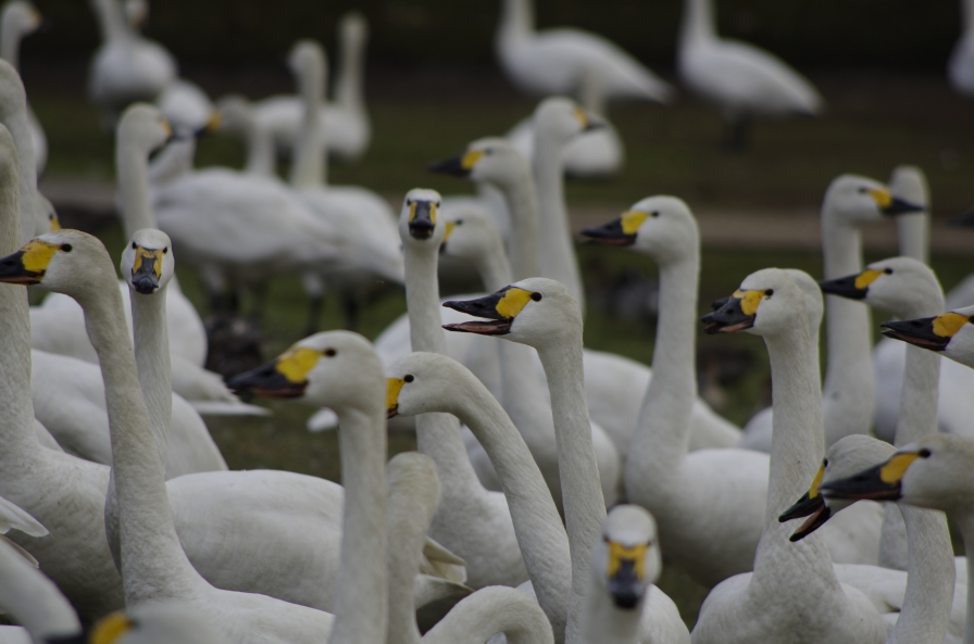 クッチャロ湖の白鳥