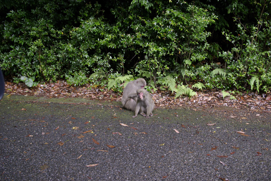屋久島の猿の写真