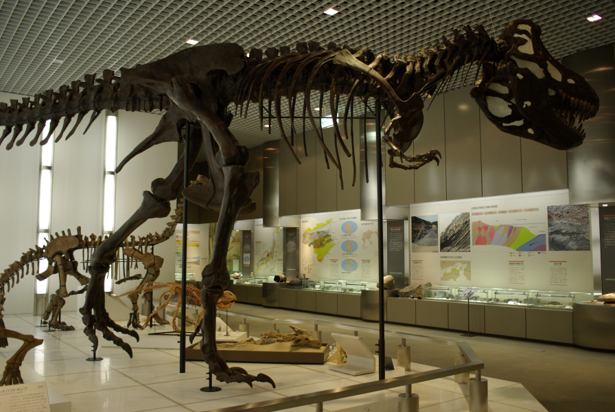 徳島県立博物館恐竜の化石