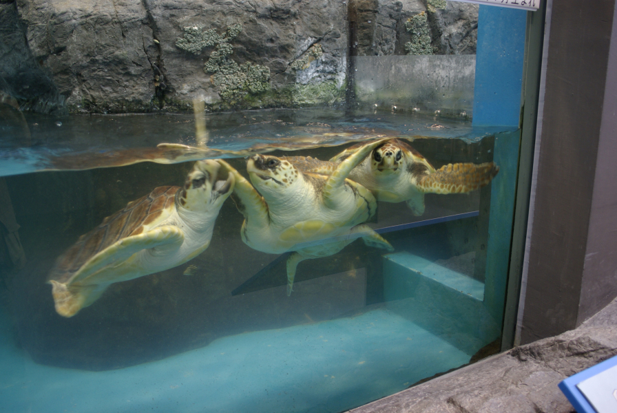 日和佐うみがめ博物館カレッタ館内水槽のウミガメの写真