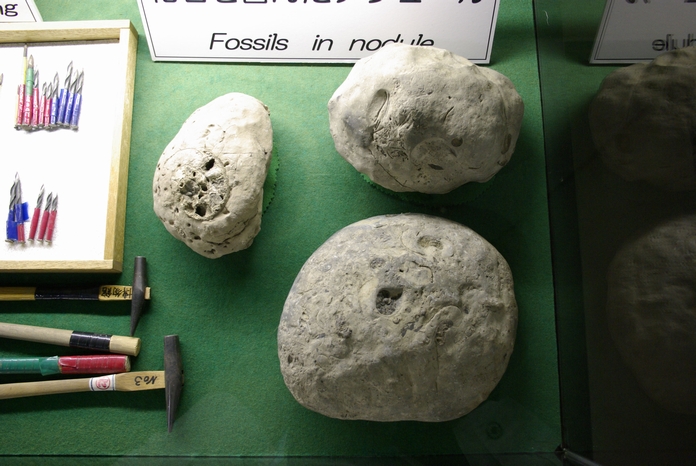 化石を含むことがおおい石の塊（ノジュール）が３つ