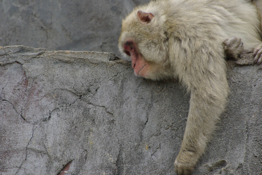 釧路市動物園猿の写真