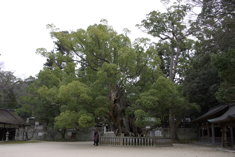大山祇神社の写真