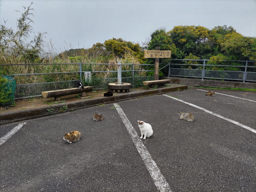 室戸岬の野良猫の写真